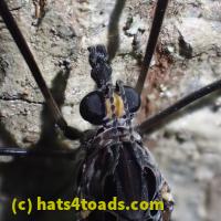 /home//u458753944/public_html/sourcegallery////////////////Insects and small critters/flies (Diptera)/P7070260.JPG